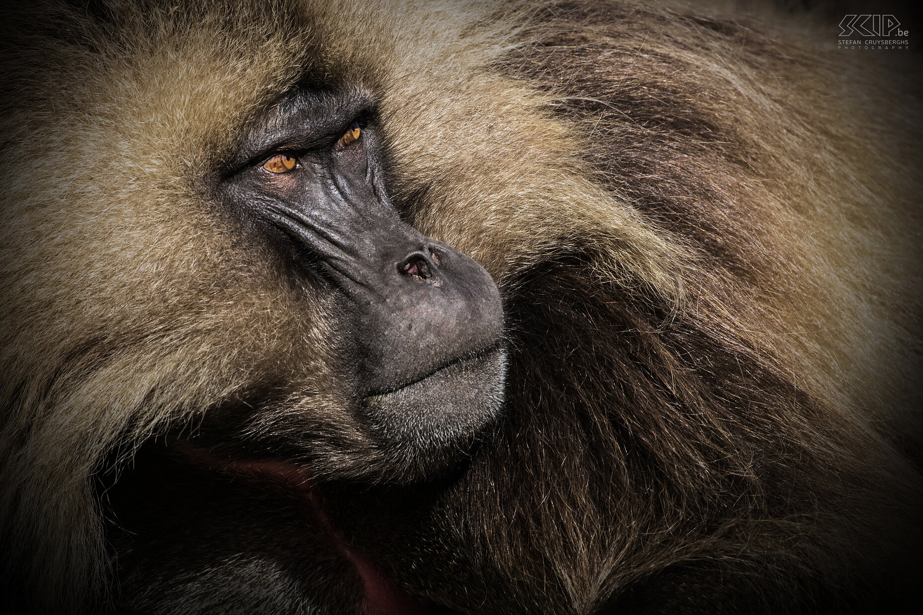 Simien Mountains - Ghenek - Gelada baboon  Stefan Cruysberghs